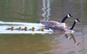 Canadian geese parents escorting babies down the river